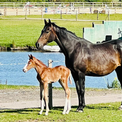 Albi-&-Timolin-Foal